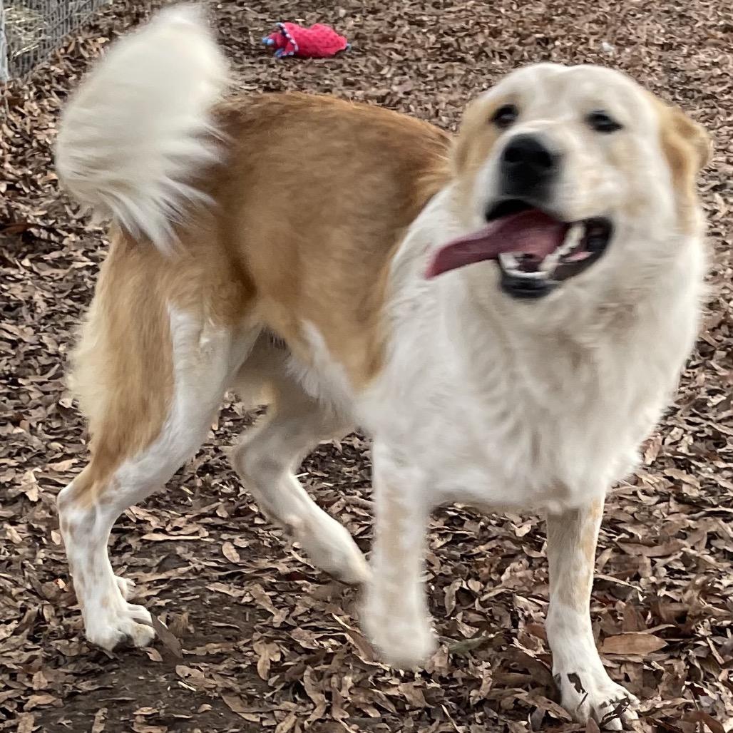 Spike, Adoptable, Adult Male Great Pyrenees.