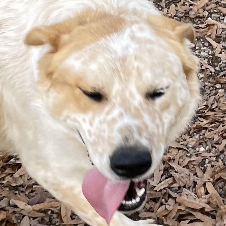 Enlarge Spike, a Adoptable Great Pyrenees in Green Forest, AR image 2/6