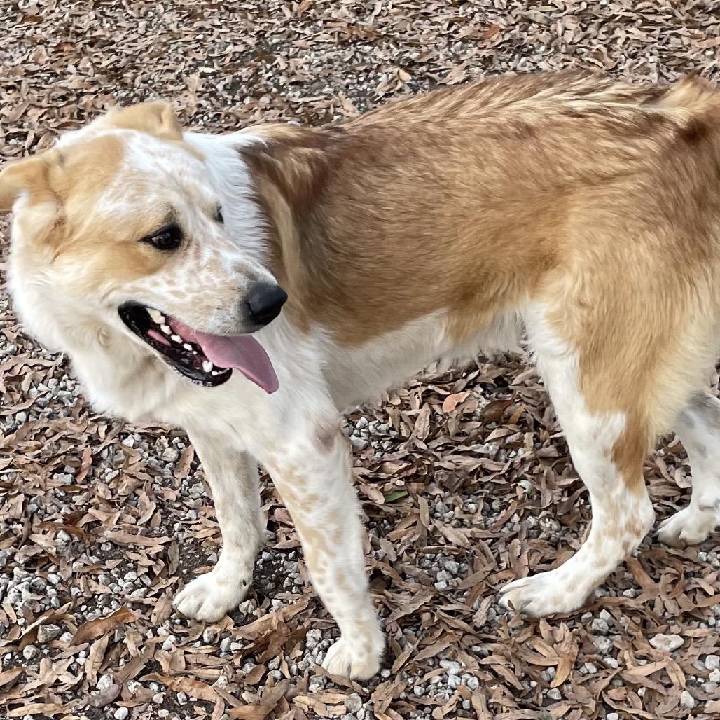 Enlarge Spike, a Adoptable Great Pyrenees in Green Forest, AR image 3/6