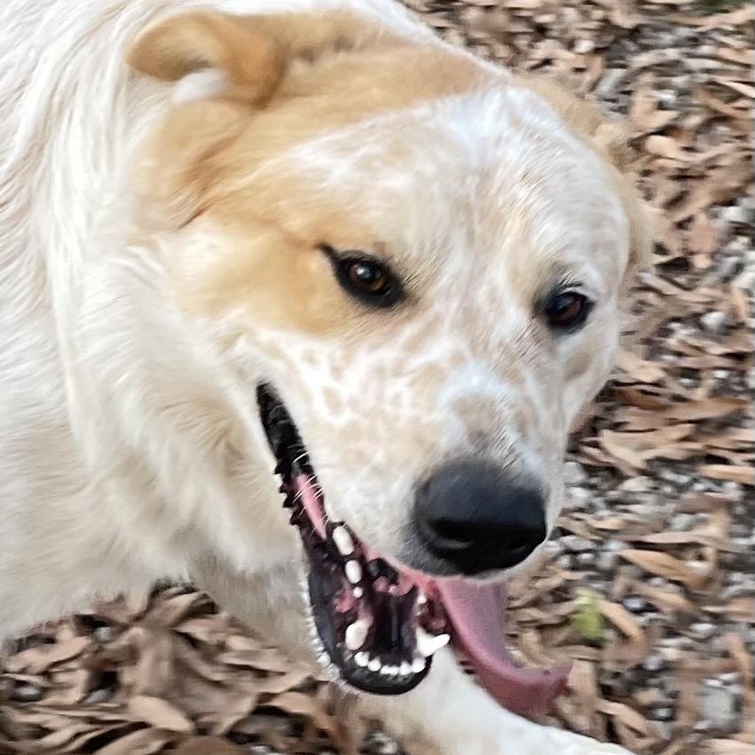 Enlarge Spike, a Adoptable Great Pyrenees in Green Forest, AR image 4/6
