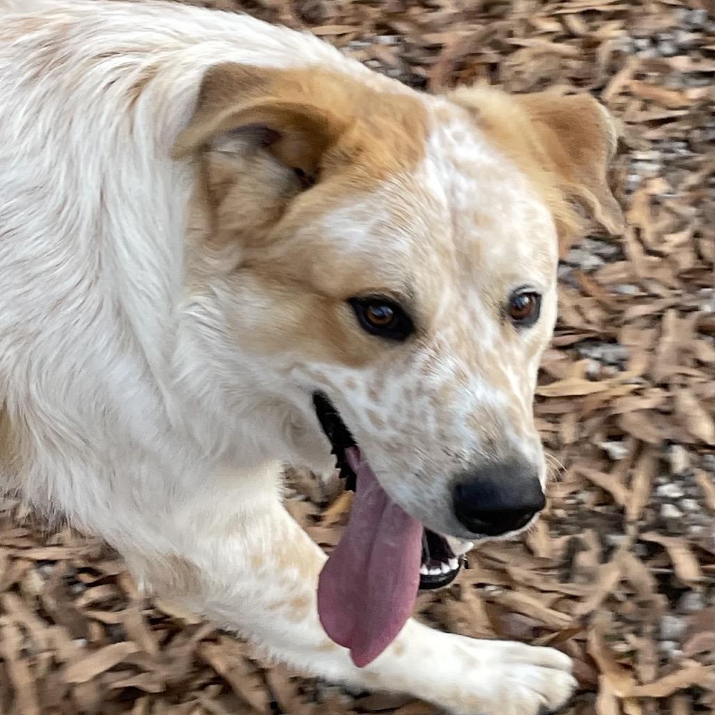 Enlarge Spike, a Adoptable Great Pyrenees in Green Forest, AR image 5/6