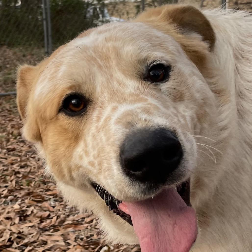 Enlarge Spike, a Adoptable Great Pyrenees in Green Forest, AR image 6/6