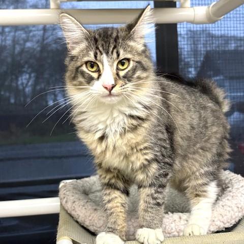 Doyle, ADOPTABLE, Kitten Male Domestic Medium Hair.