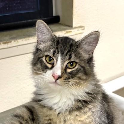Doyle, a ADOPTABLE Domestic Medium Hair in Long Beach, WA image 2/4
