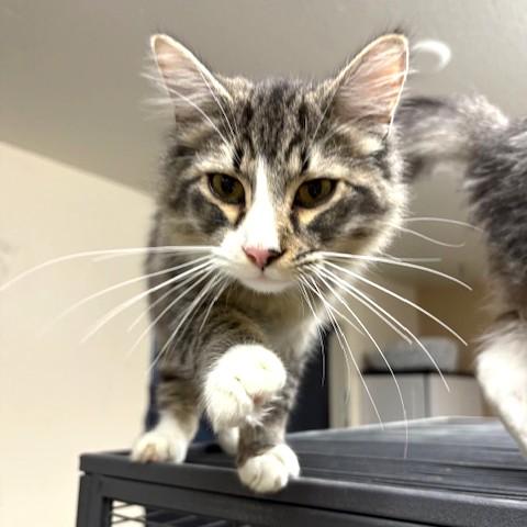 Doyle, a ADOPTABLE Domestic Medium Hair in Long Beach, WA image 3/4