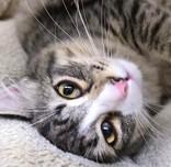 Doyle, a ADOPTABLE Domestic Medium Hair in Long Beach, WA image 4/4