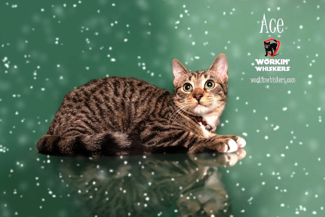 ACE, a Adoptable mixed breed in HEMET, CA image 3/6