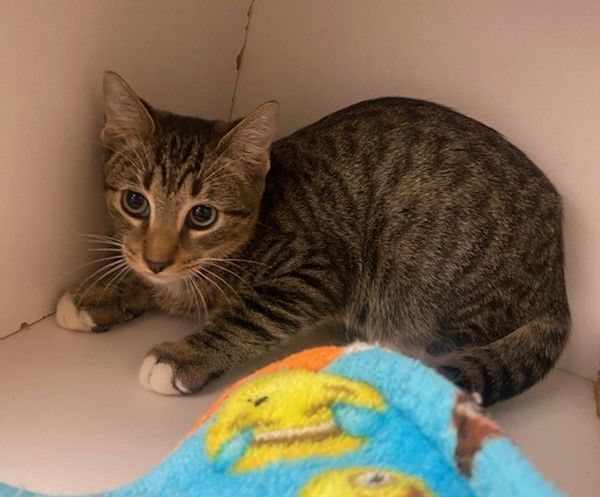 ACE, a Adoptable mixed breed in HEMET, CA image 2/6