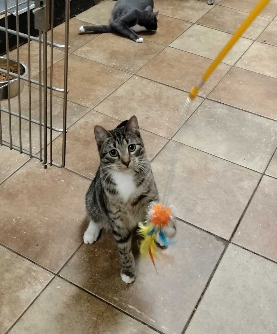 ACE, a Adoptable mixed breed in HEMET, CA image 4/6