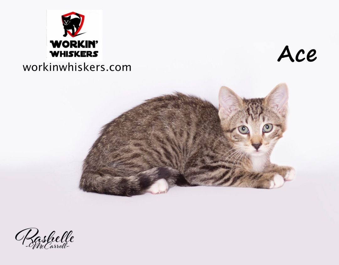 ACE, a Adoptable mixed breed in HEMET, CA image 5/6