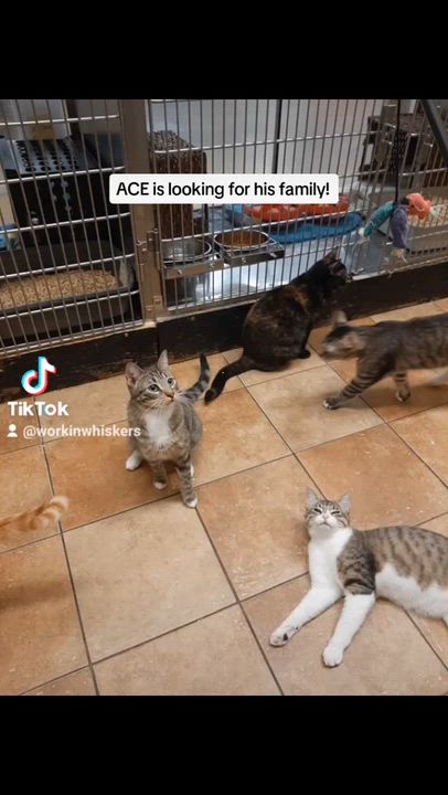 Enlarge ACE, a Adoptable mixed breed in HEMET, CA video 6/6