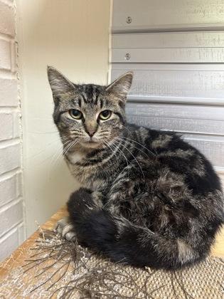 Enlarge Ivy, an adopted Domestic Short Hair in Lafayette, IN image 1/1