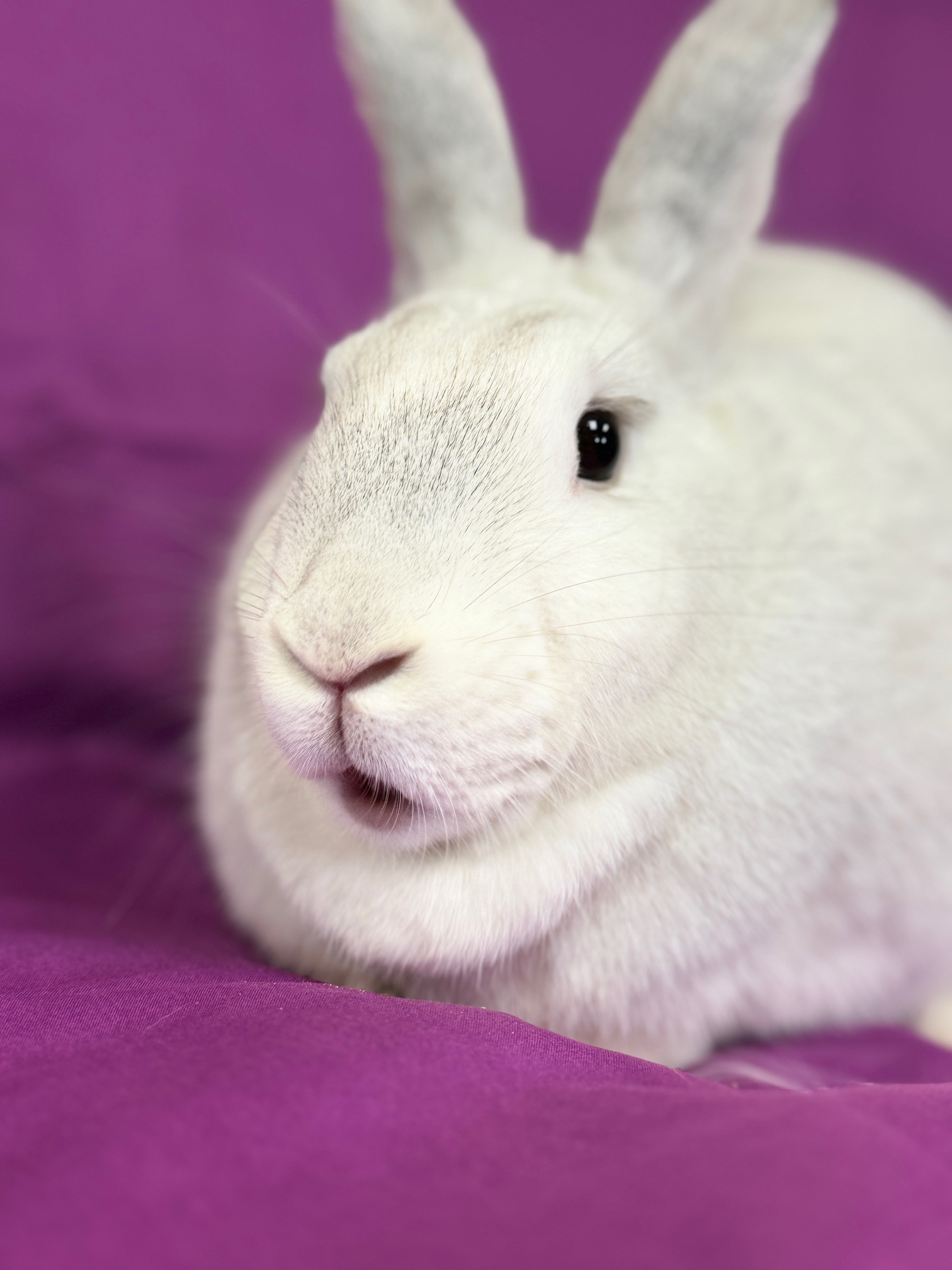 Lucy, Adoptable, Adult Female New Zealand.