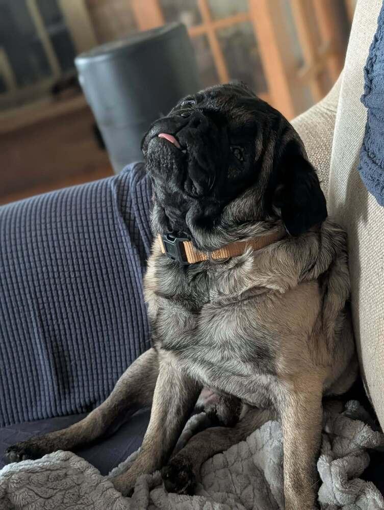 Stevie, Adoptable, Senior Male Pug.