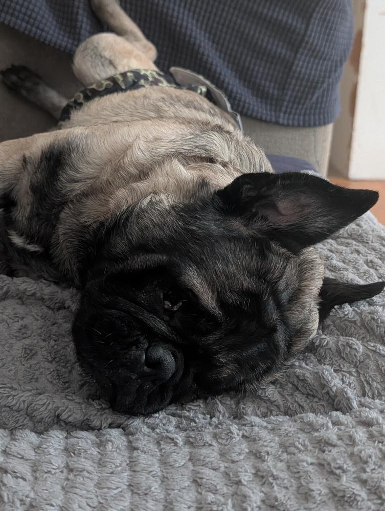Enlarge Stevie, a Adoptable mixed breed in Waunakee, WI image 4/6