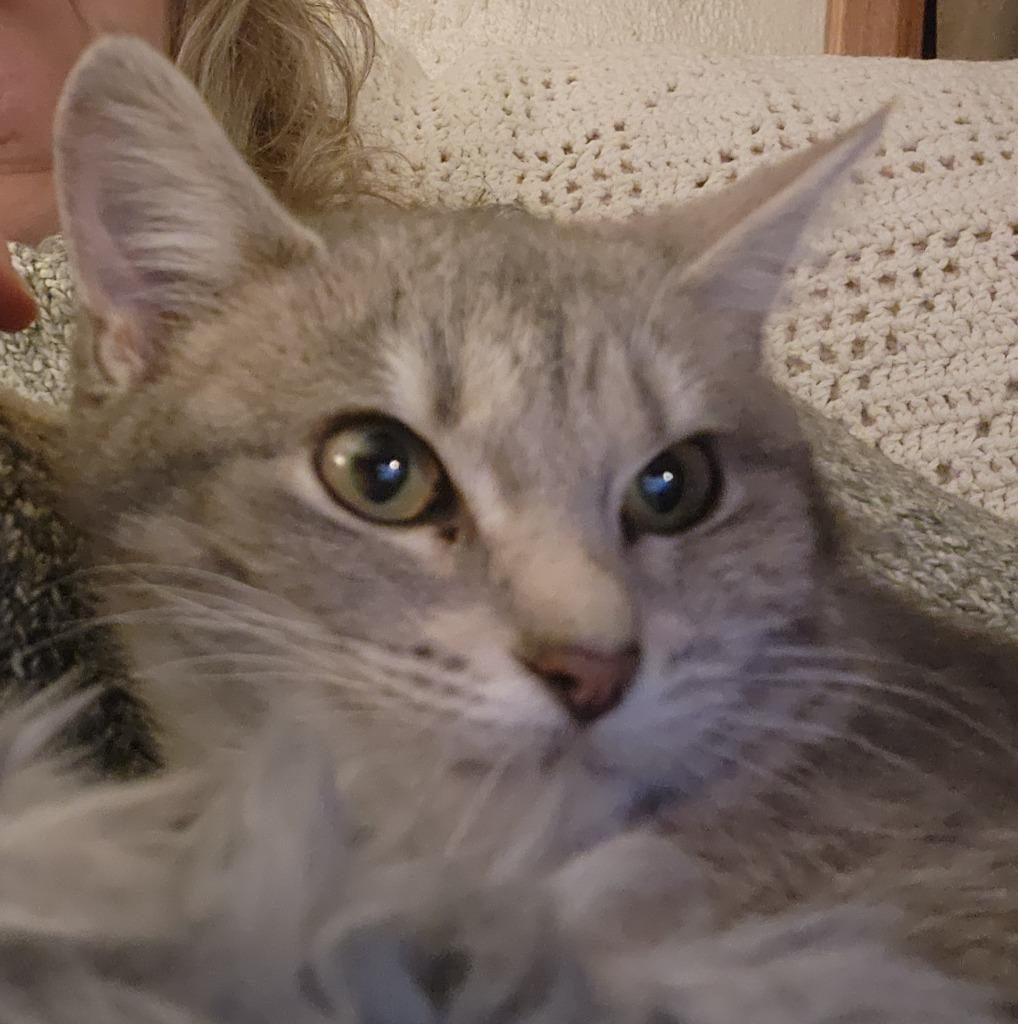 Enlarge Cleopawtra, a Adoptable Domestic Short Hair in Cloquet, MN image 1/1