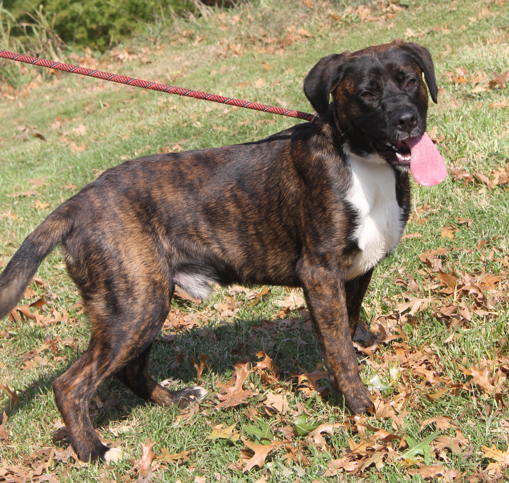 Enlarge Ruger (Neutered) (Photos 10/13/2024), an adoptable mixed breed in Marietta, OH image 3/6