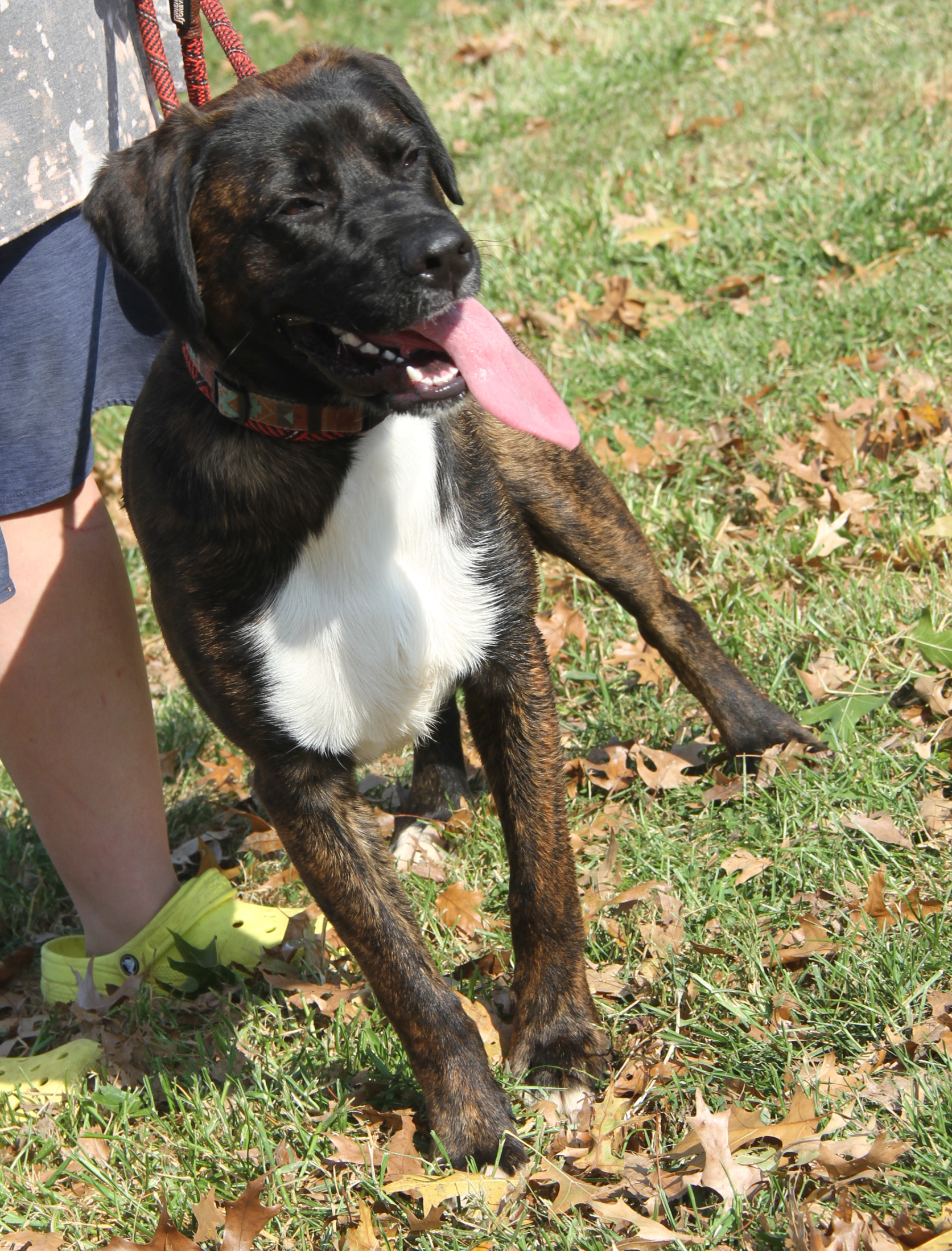 Enlarge Ruger (Neutered) (Photos 10/13/2024), an adoptable mixed breed in Marietta, OH image 2/6