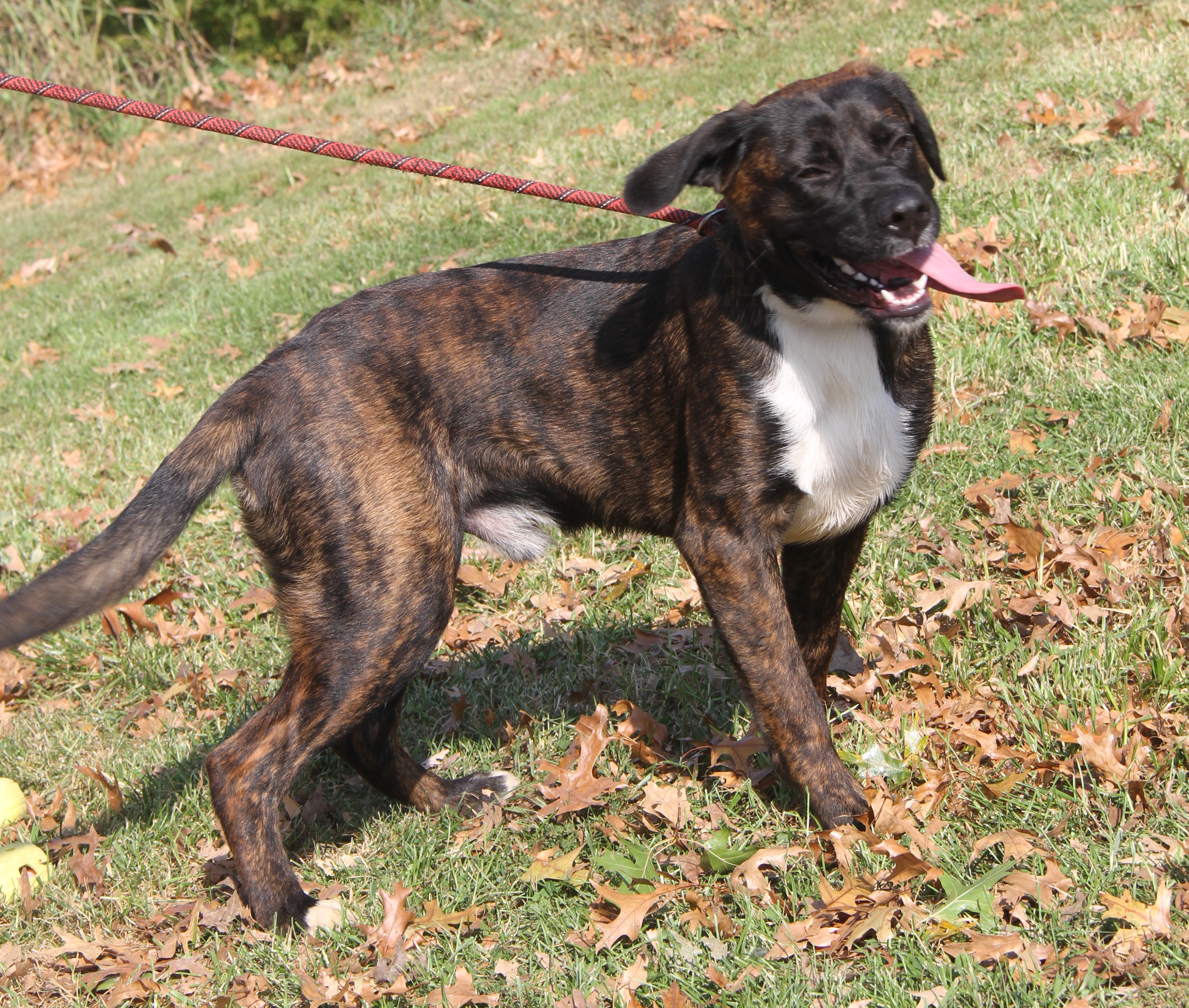 Enlarge Ruger (Neutered) (Photos 10/13/2024), an adoptable mixed breed in Marietta, OH image 6/6
