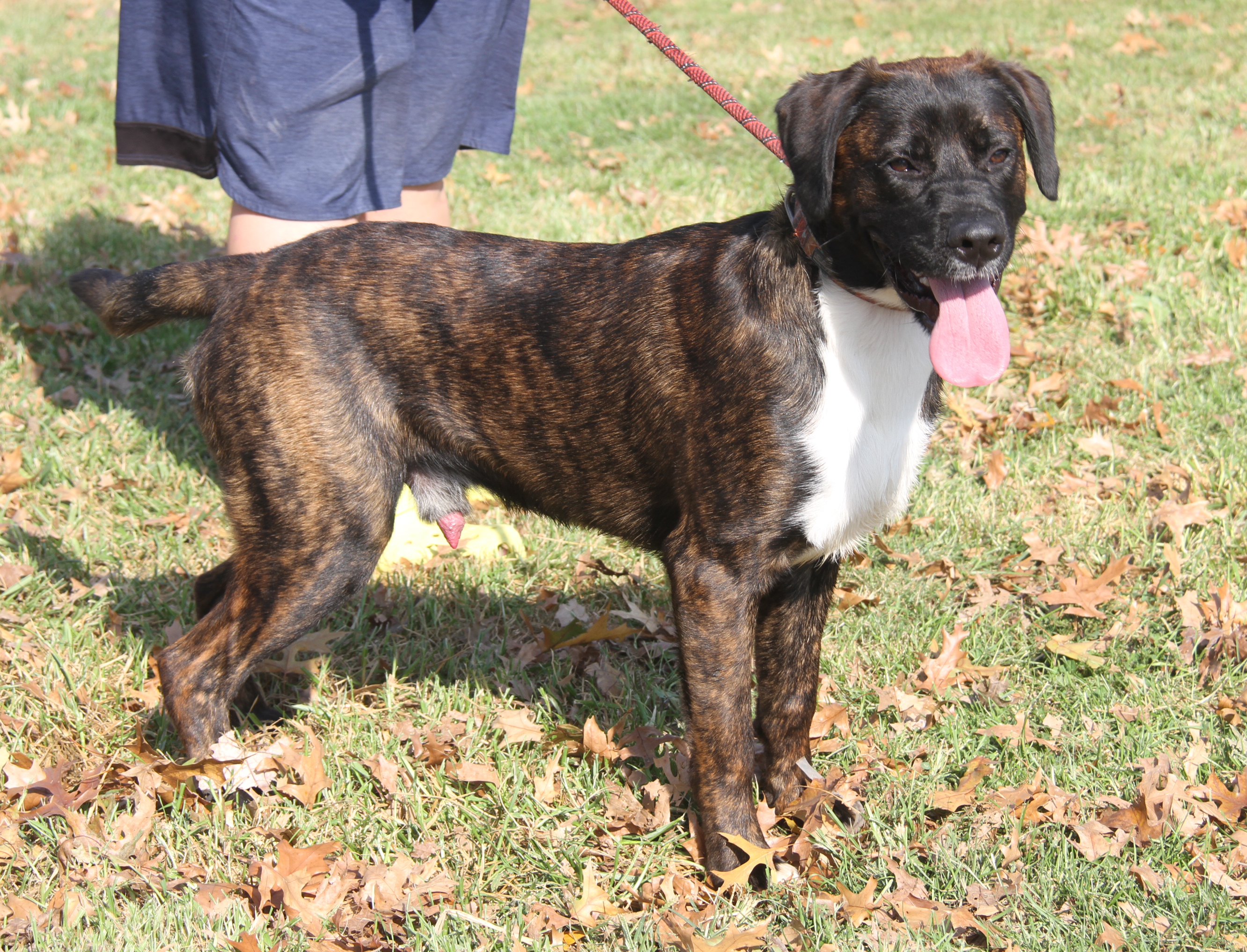 Ruger (Neutered) (Photos 10/13/2024), adoptable, Young Male Plott Hound.