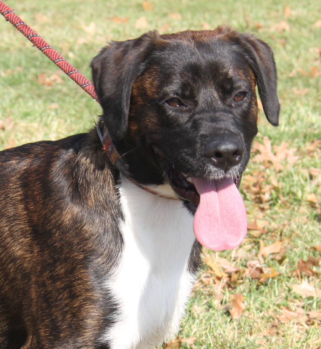 Enlarge Ruger (Neutered) (Photos 10/13/2024), an adoptable mixed breed in Marietta, OH image 4/6