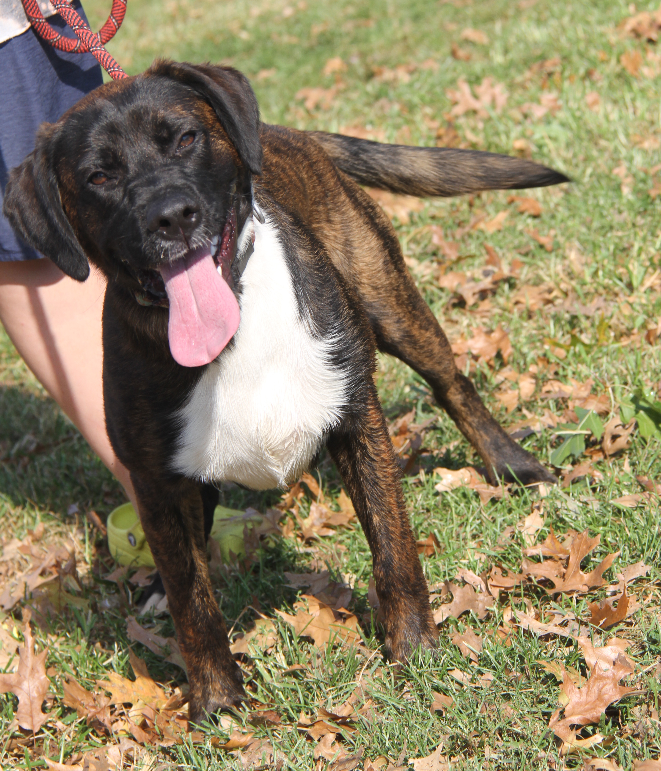 Enlarge Ruger (Neutered) (Photos 10/13/2024), an adoptable mixed breed in Marietta, OH image 5/6