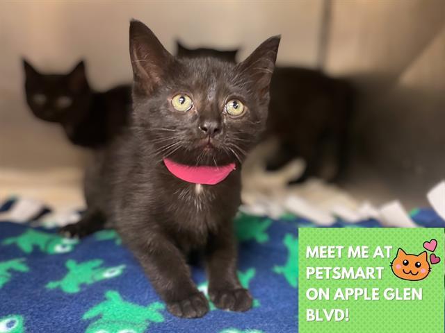 Enlarge FRUIT LOOP, a Adoptable Domestic Short Hair in Fort Wayne, IN image 1/1