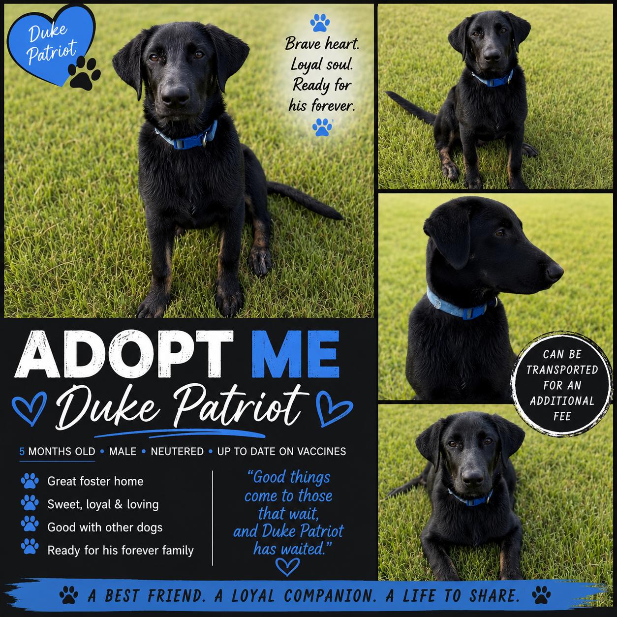 Duke Patriot, ADOPTABLE, Puppy Male Labrador Retriever & German Shepherd Dog.