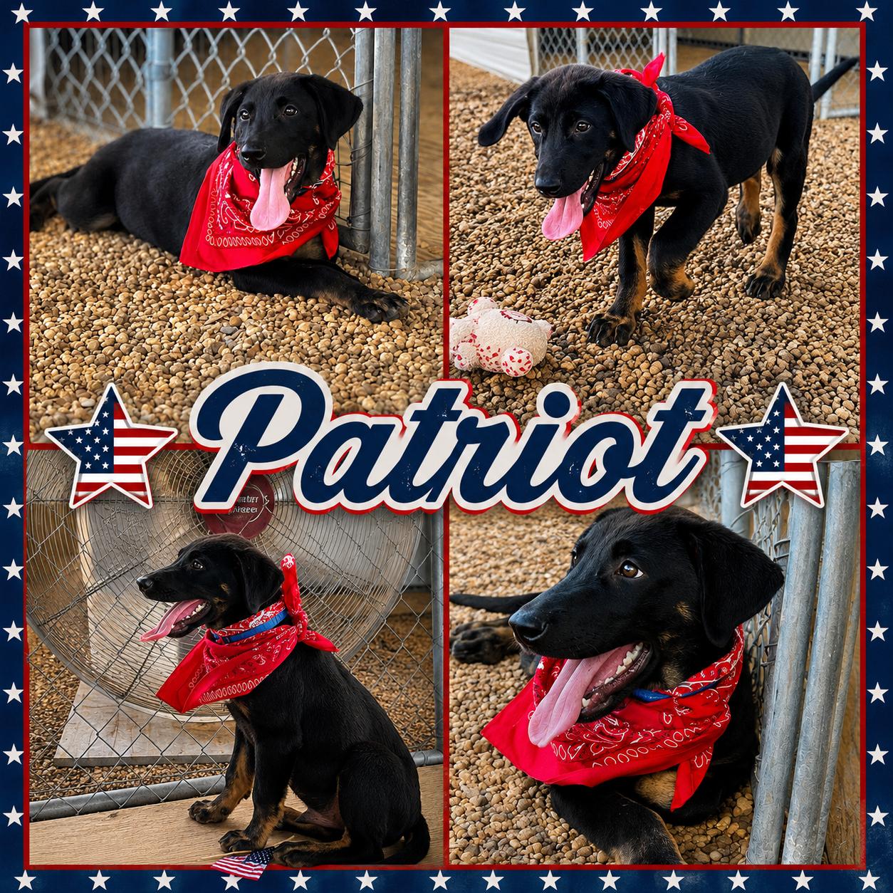 Enlarge Patriot, a ADOPTABLE mixed breed in Jackson, TN image 1/1