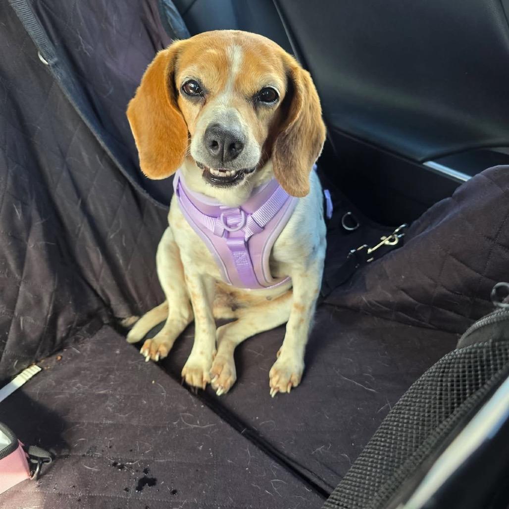 Enlarge Bagel, an adopted Beagle in Medford, NY image 3/3