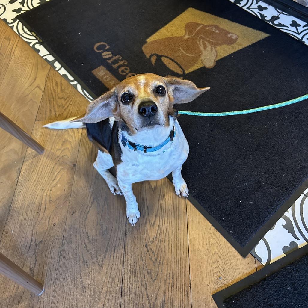 Enlarge Bagel, an adopted Beagle in Medford, NY image 2/3