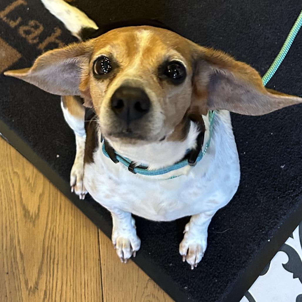 Enlarge Bagel, an adopted Beagle in Medford, NY image 1/3