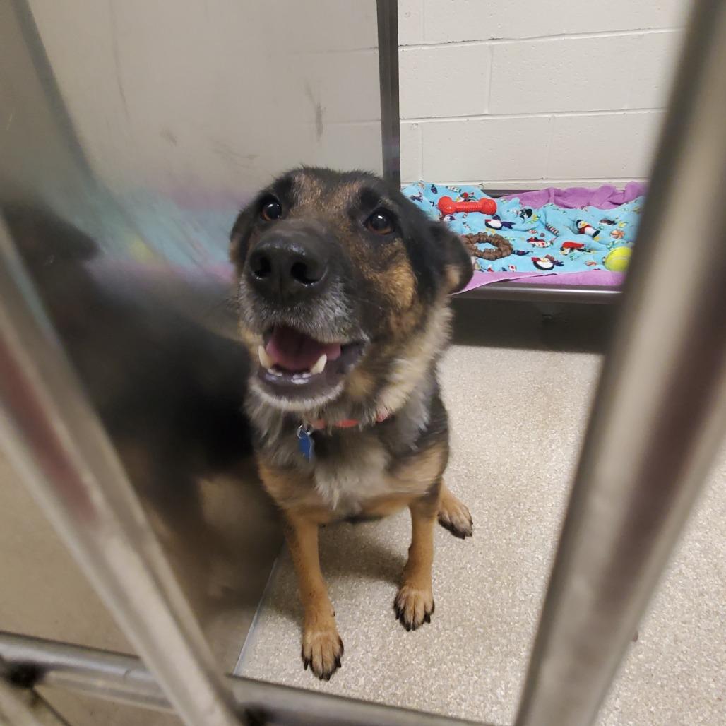 Enlarge Duckie, a Adoptable German Shepherd Dog in Novelty, OH image 1/2
