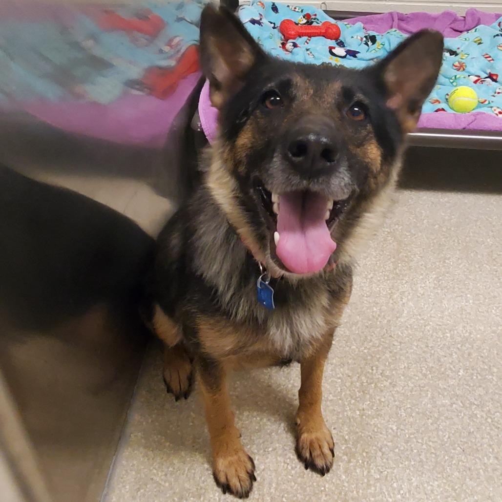 Enlarge Duckie, a Adoptable German Shepherd Dog in Novelty, OH image 2/2