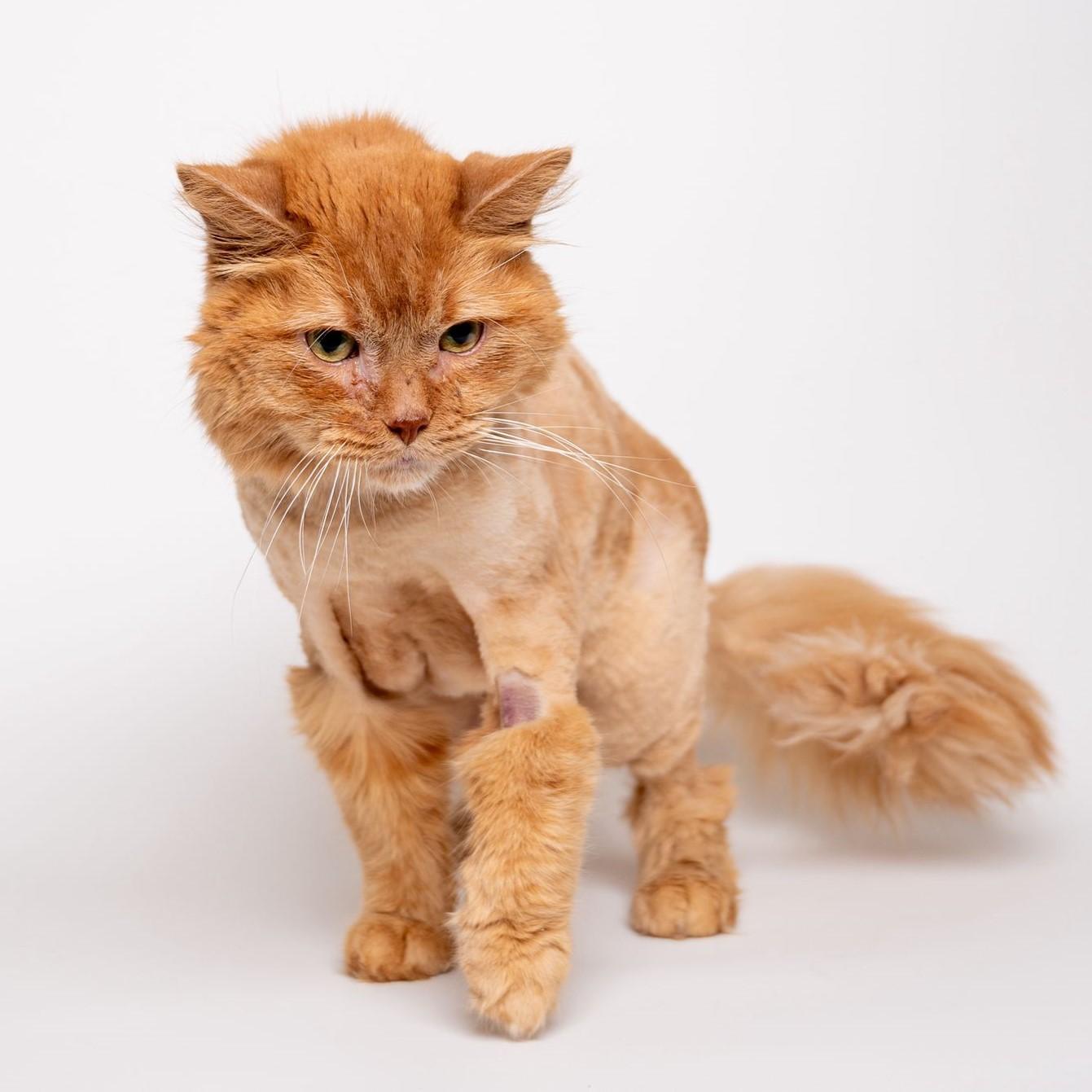 Fritz, Adult Male unknown