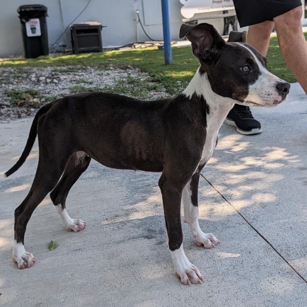 Enlarge Katie, a Adoptable mixed breed in Key Largo, FL image 3/6