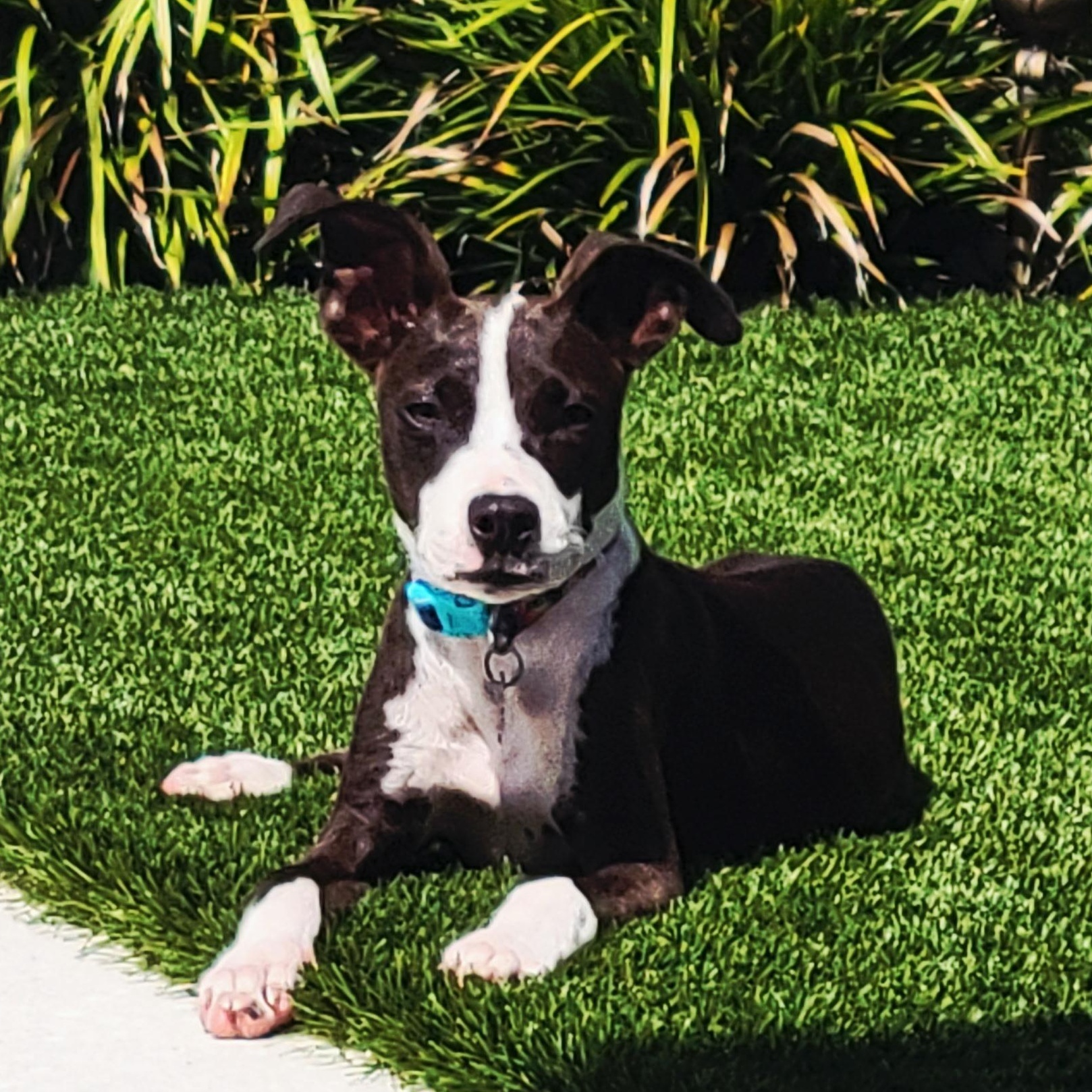 Enlarge Katie, a Adoptable mixed breed in Key Largo, FL image 6/6