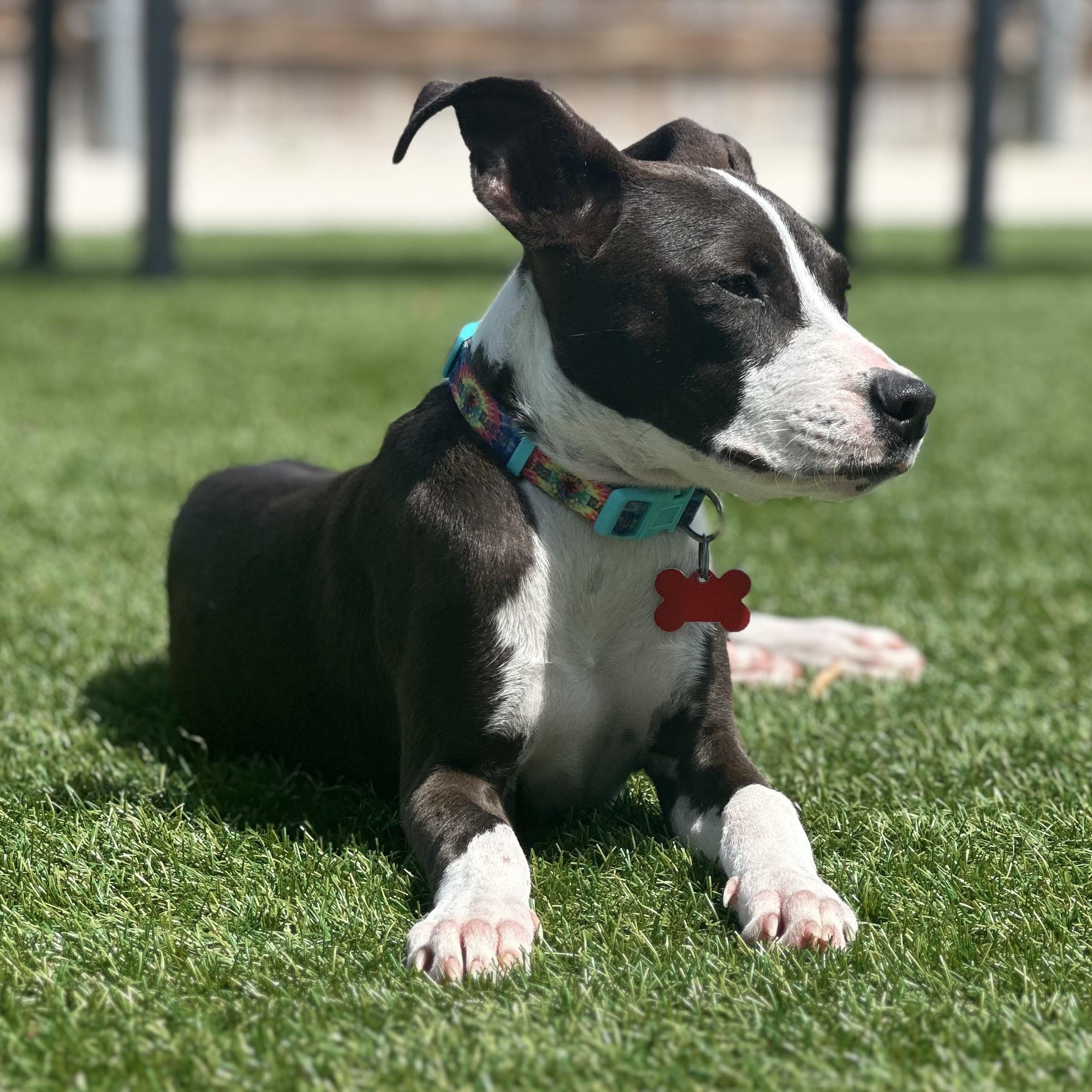 Enlarge Katie, a Adoptable mixed breed in Key Largo, FL image 2/6