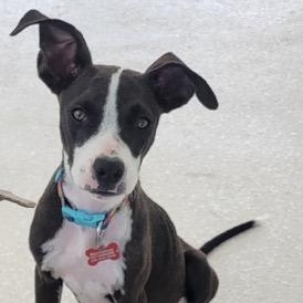Enlarge Katie, a Adoptable mixed breed in Key Largo, FL image 5/6