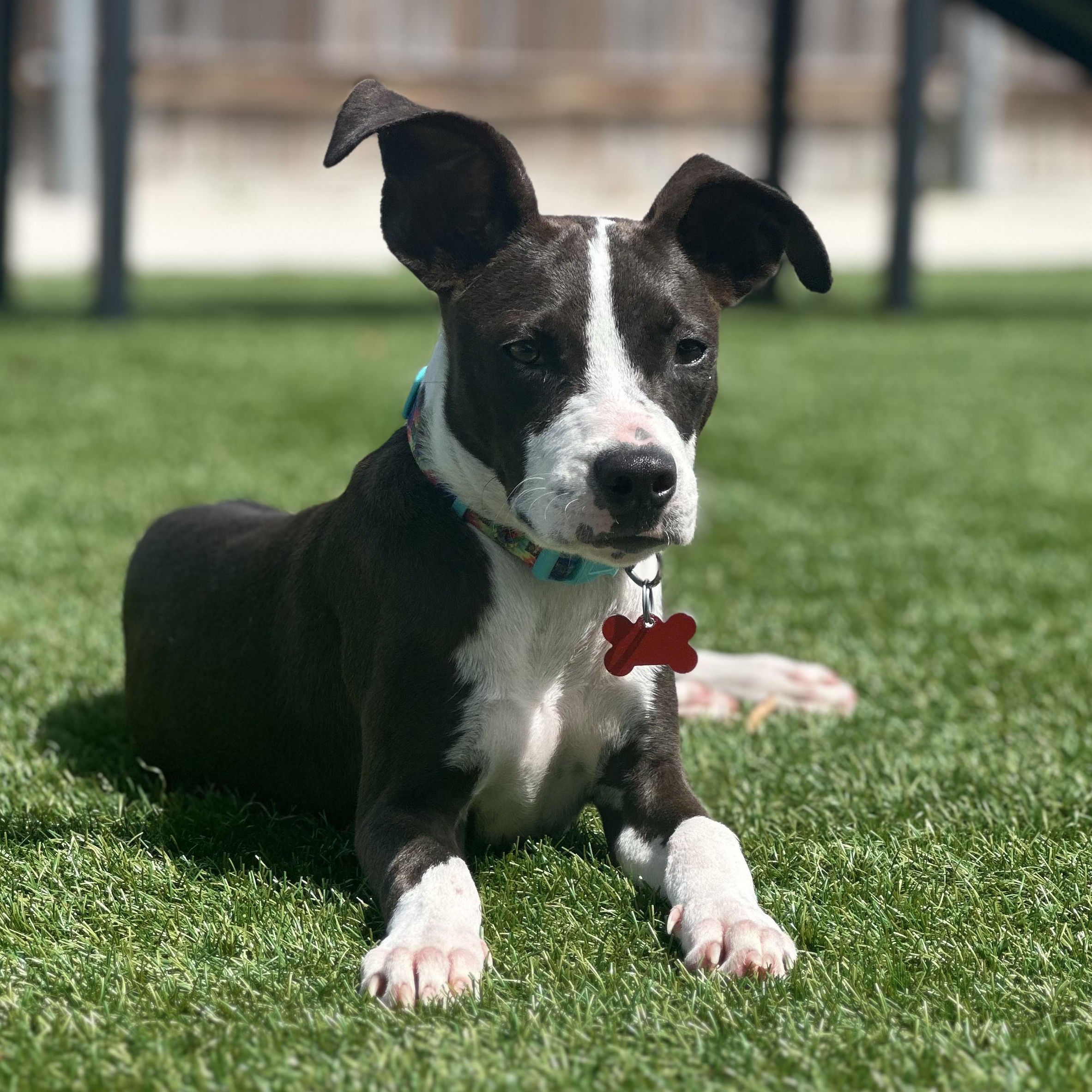 Katie, Adoptable, Puppy Female Mixed Breed & Terrier.