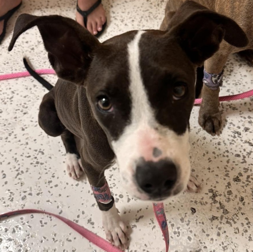 Enlarge Katie, a Adoptable mixed breed in Key Largo, FL image 4/6