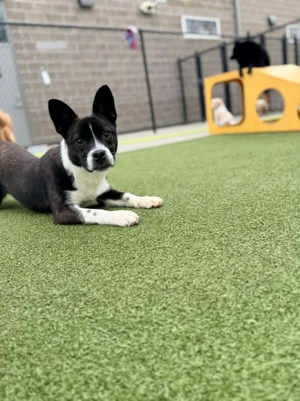 Esme, ADOPTABLE, Puppy Female French Bulldog & Australian Shepherd.