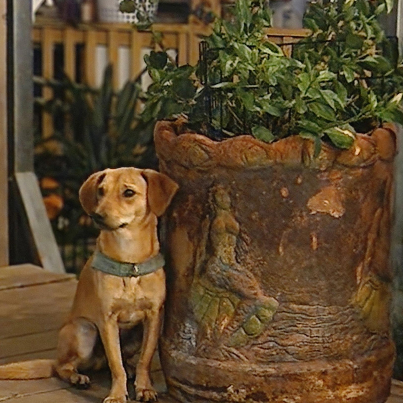 Enlarge Peeta, a Adoptable mixed breed in Aransas Pass, TX image 1/5