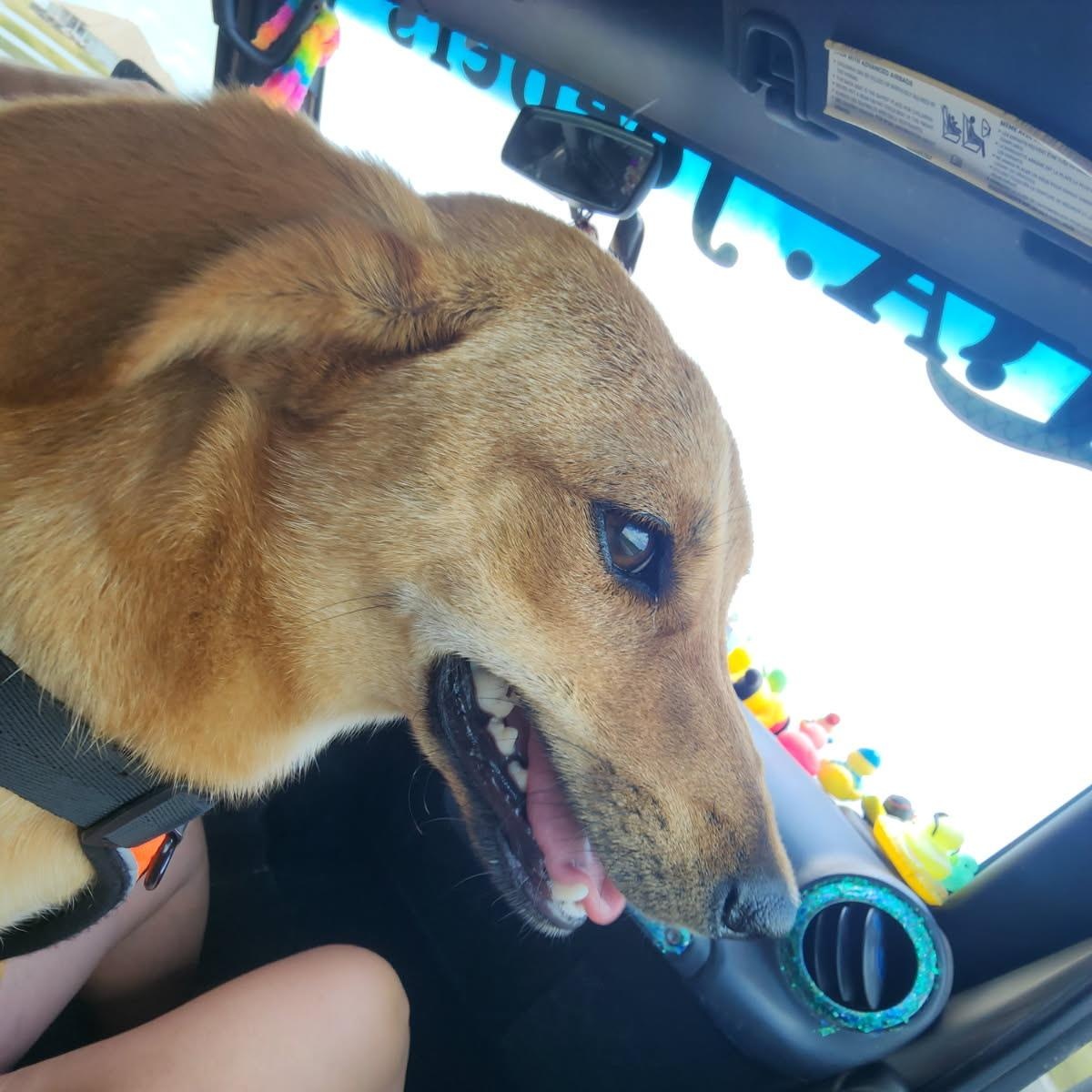 Enlarge Peeta, a Adoptable mixed breed in Aransas Pass, TX image 2/5