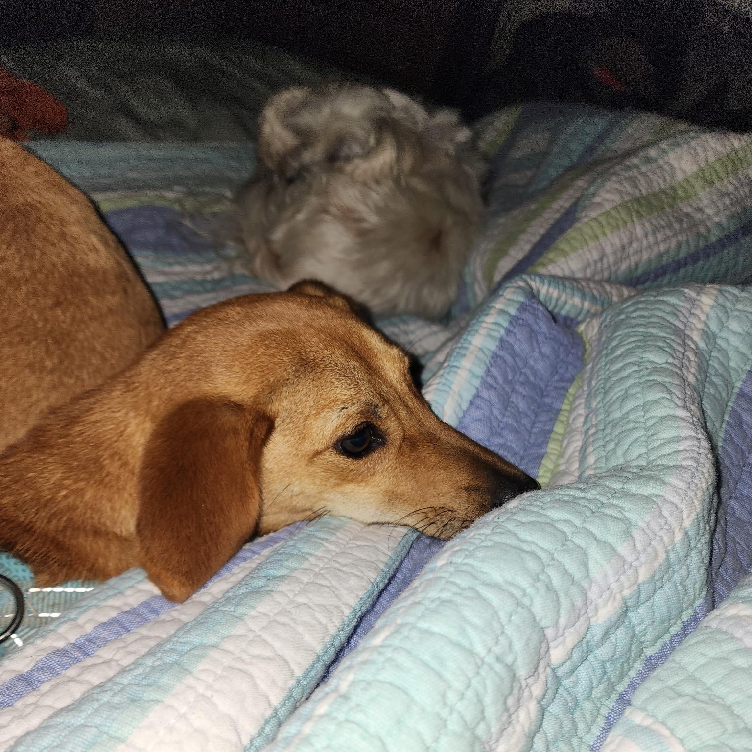 Enlarge Peeta, a Adoptable mixed breed in Aransas Pass, TX image 3/5