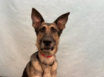Kona, Adoptable, Adult Female German Shepherd Dog & Mixed Breed.