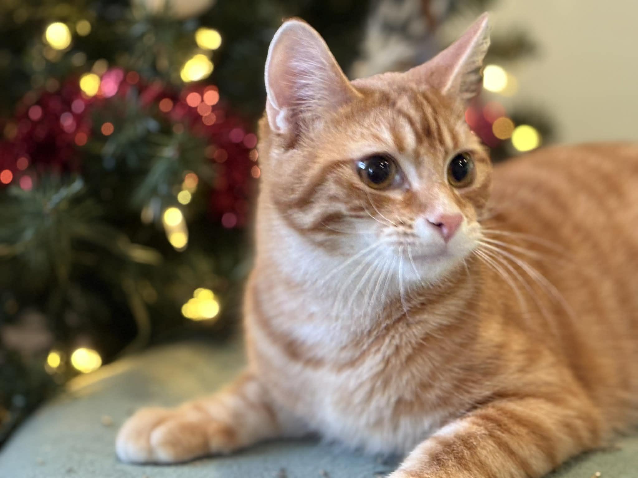 Enlarge Scooter, a Adoptable American Shorthair in Barboursville, WV image 1/4