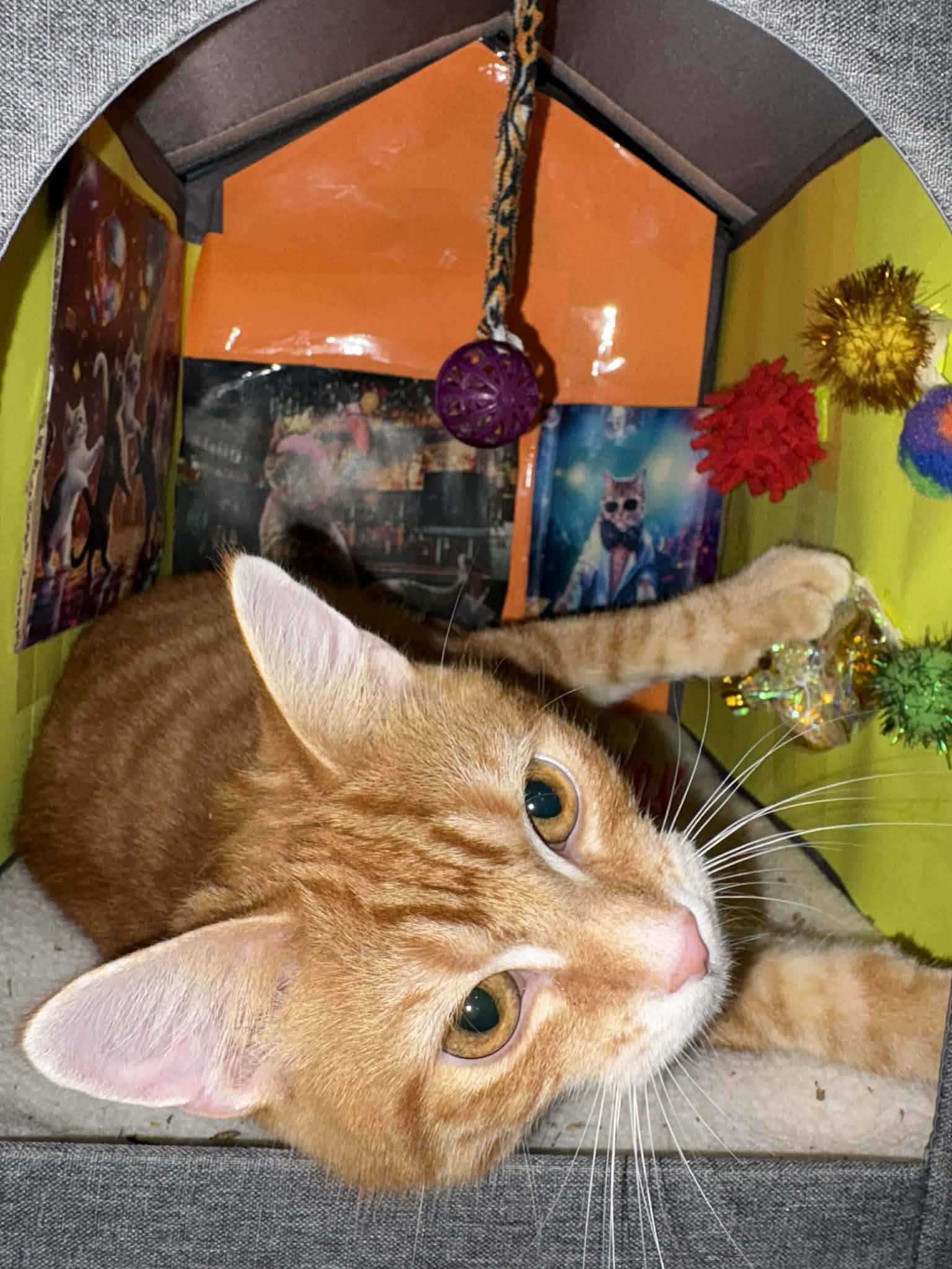 Enlarge Scooter, a Adoptable American Shorthair in Barboursville, WV image 4/4