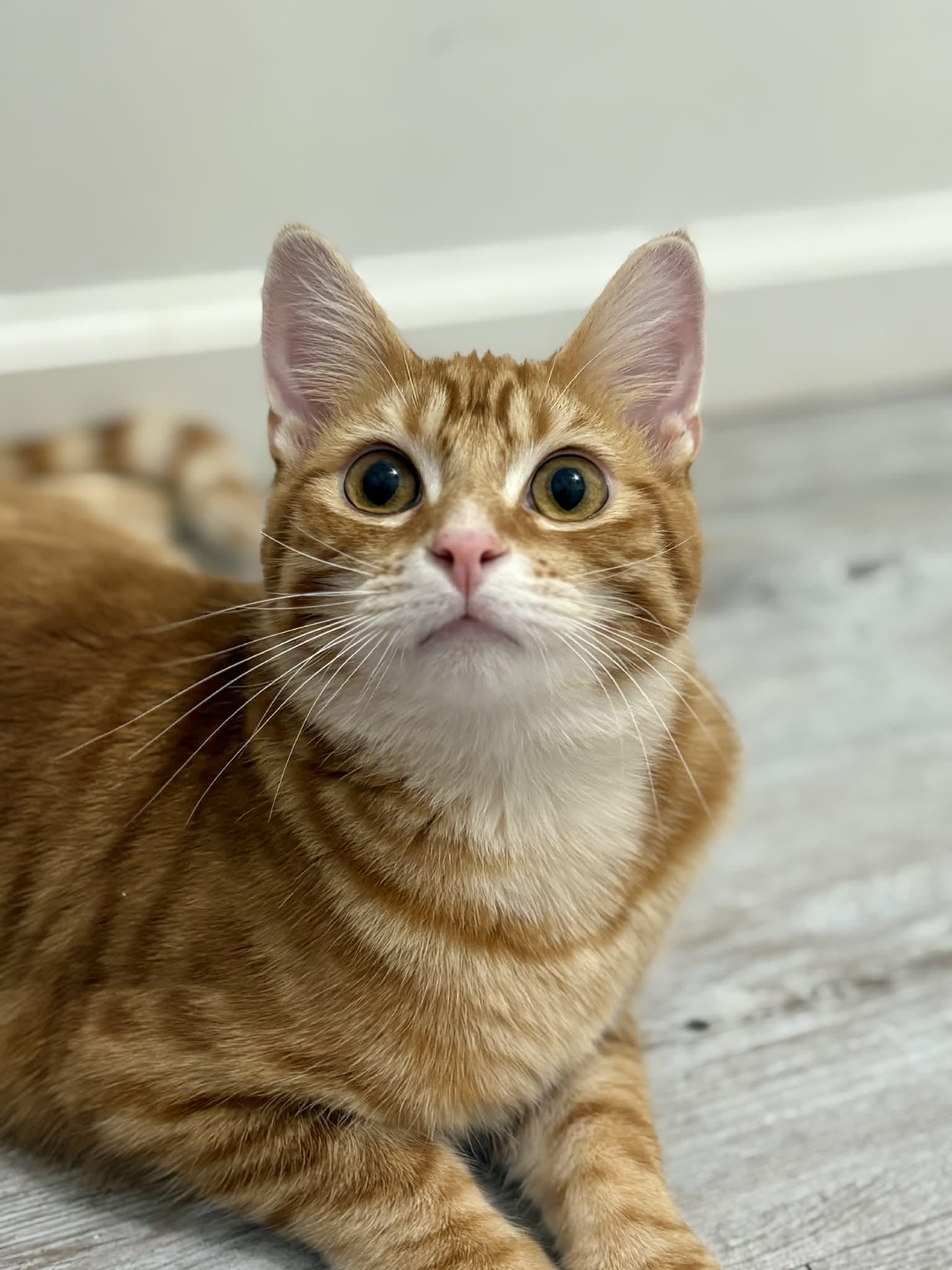 Scooter, Adoptable, Young Male American Shorthair.