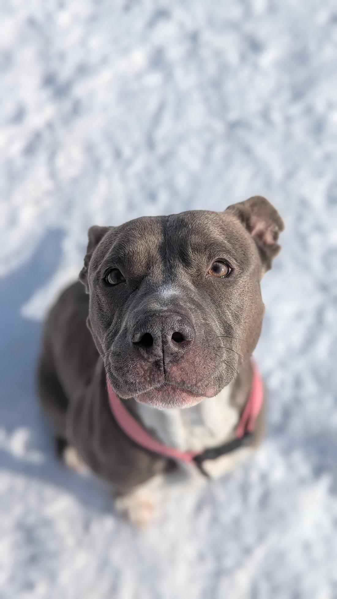 Enlarge Monae, a ADOPTABLE Mixed Breed in Benton Harbor, MI image 1/6